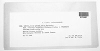 Ustilago bullata image